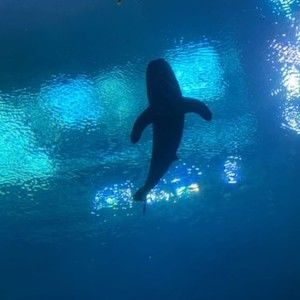 Meet your Posher, Baleigh